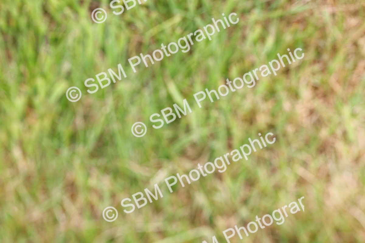 SBM_08412 - Class 42-43 - LIHS BSPS Heritage Working Sports Pony