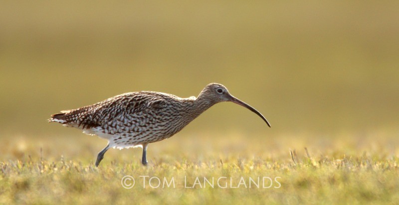 Curlew - Waders
