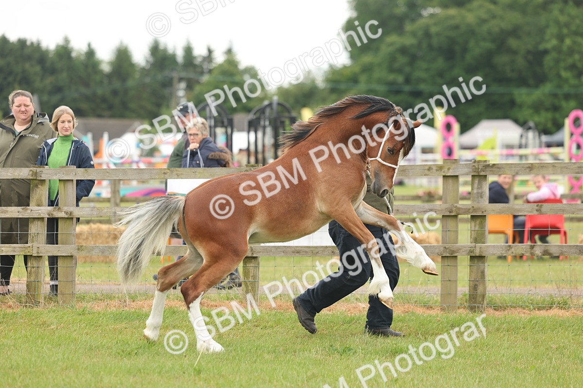 SBM_02327 - Class 50-57 - M&M Welsh Pony In Hand