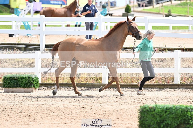 240717A-144948-02322 - Trot Up 2pm to 3pm - This folder is not in time order