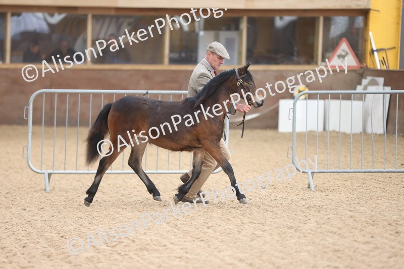 20251109-0475 - Class 17 - Foals