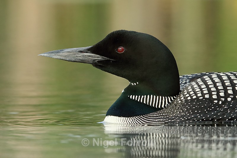 Close-up of Common Loon, Minnesota, USA - Great Northern Diver