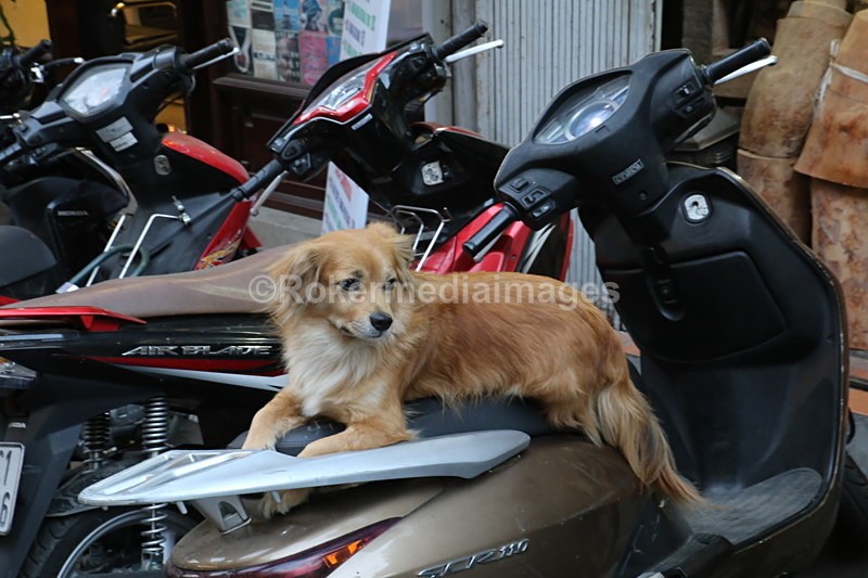 VIET_0948 - Vietnam 2017