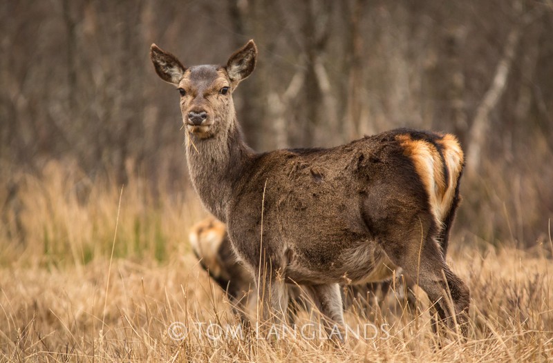 Red Deer - Deer