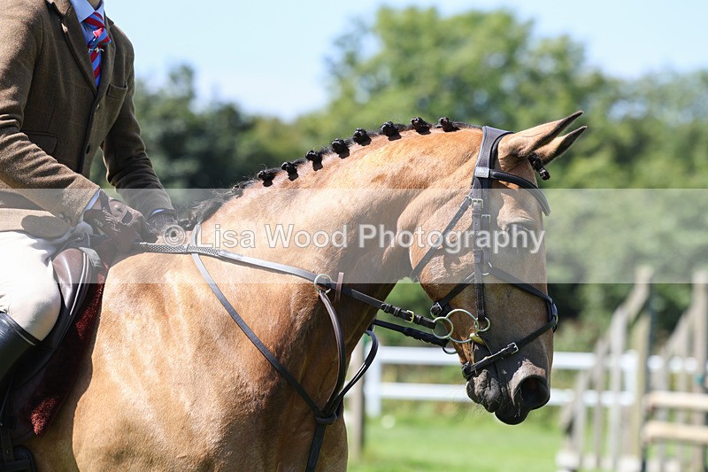 3E7A9038 - Class 6: Open Working Horse