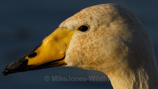 WHOOPER SWAN - WHOOPER SWANS