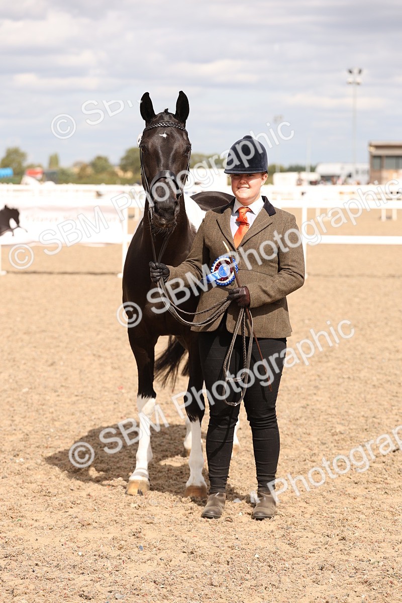 SBM_15403 - Class 210- IH Show Horse