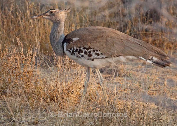 Kori Bustard, Botswana - African Safari Tour 09 Zambia, Botswana,Namibia & South Africa