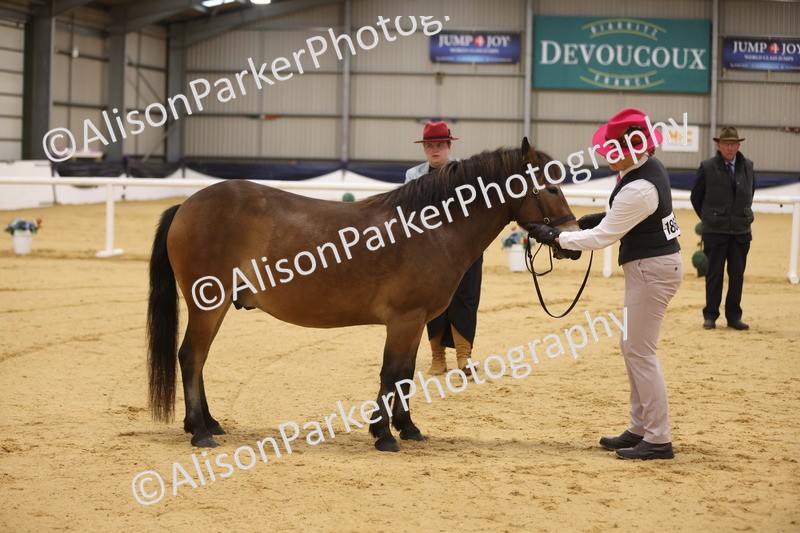 20260913-1024 - Class 109 - Bred On Exmoor In Hand