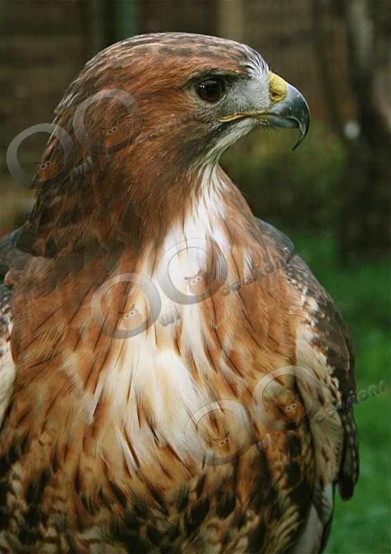 Red Tailed Hawk
