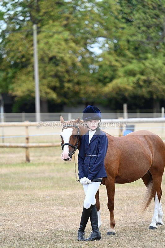 WJ7_8444 - Class 4 Prettiest Mare up to 14.2hh