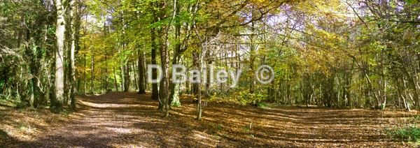 Loggerheads Woods