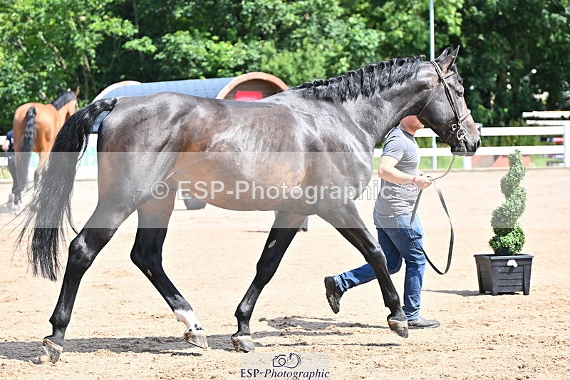 240718A-105237-00937 - Trot Up 11am to 12pm