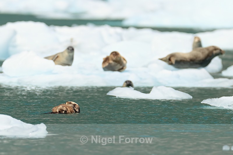 Sea Otters and Harbour Seals near glacier, Alaska - Otter