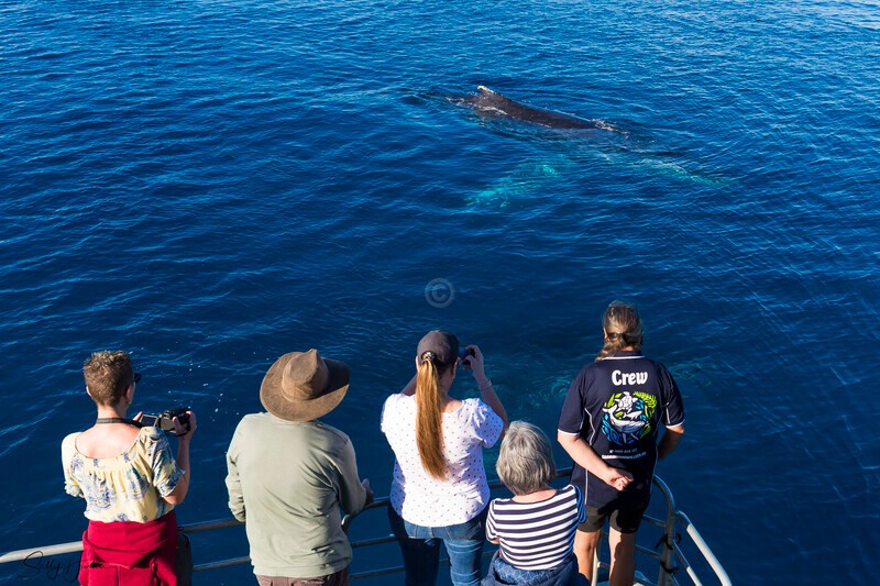 _16A2285 - 2024 Hervey Bay Whales