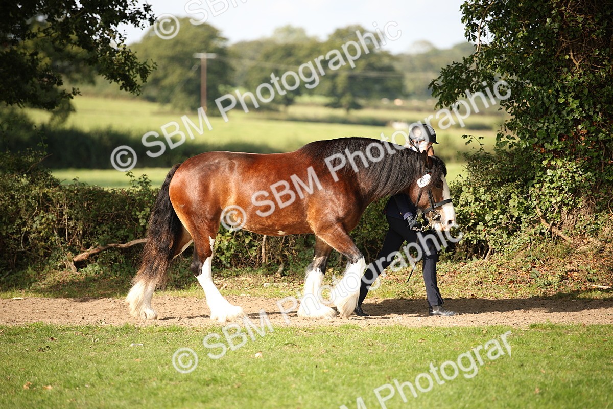 SBM_62161 - S55 - Traditional Cob In Hand