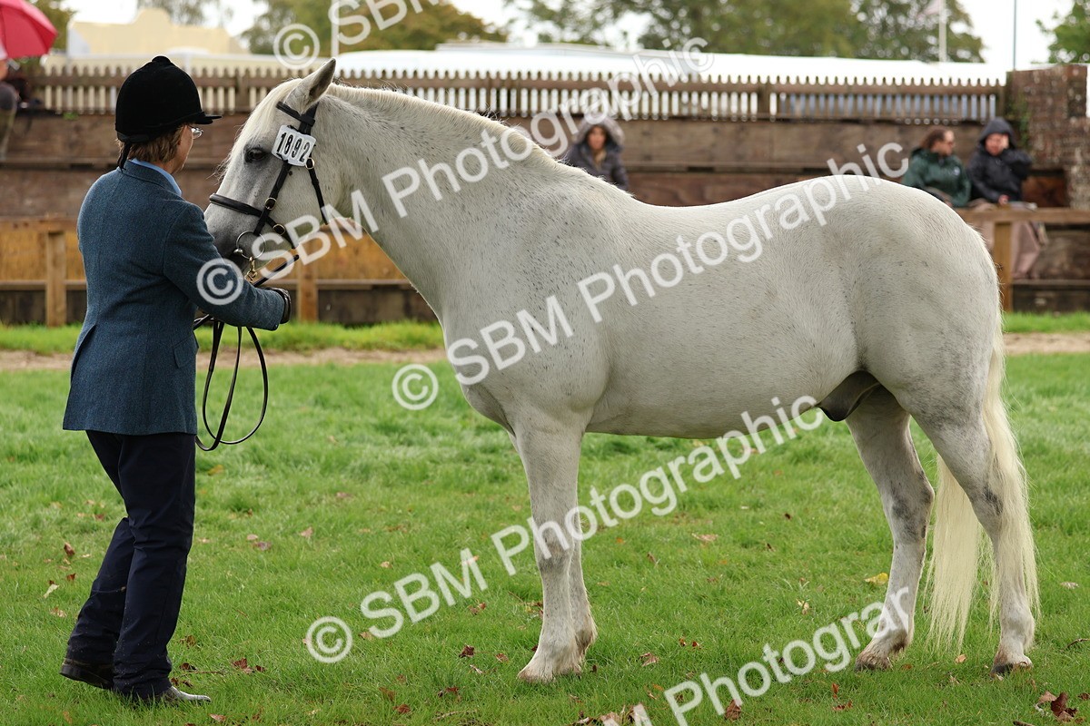 SBM_39342 - S24 - Young Veteran In Hand