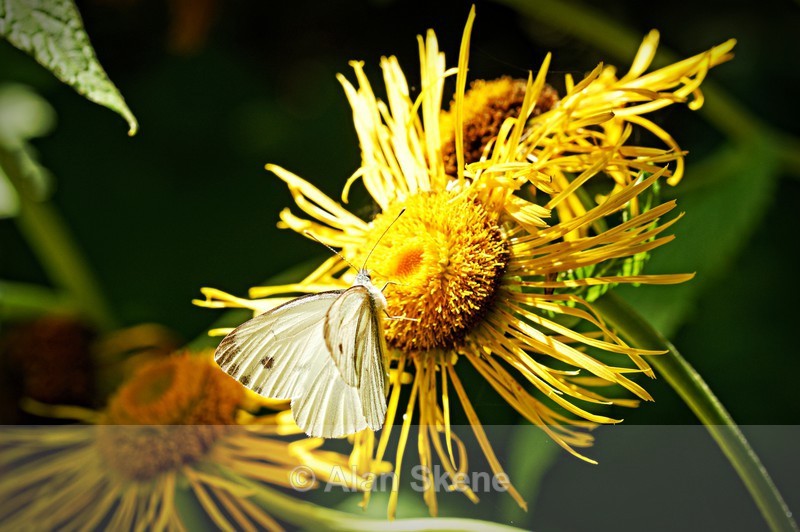 DSC00475 - Fauna