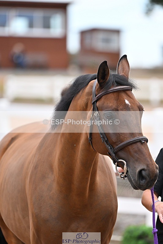 250716-140442-00890 - Trot Up 1.30 to 2.30