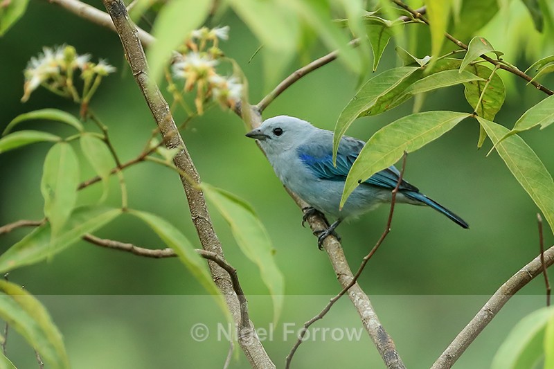 Blue-grey Tanager, Gamboa, Panama - Blue-grey Tanager