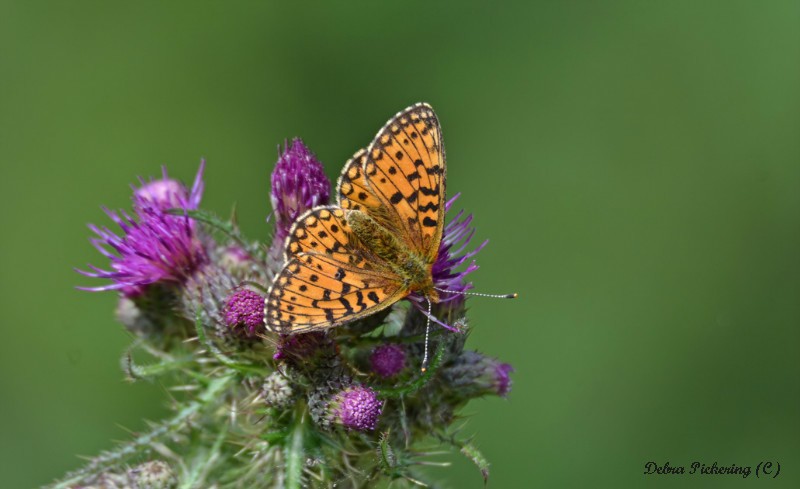 Small Pearl-Bordered Fritillary - Macro