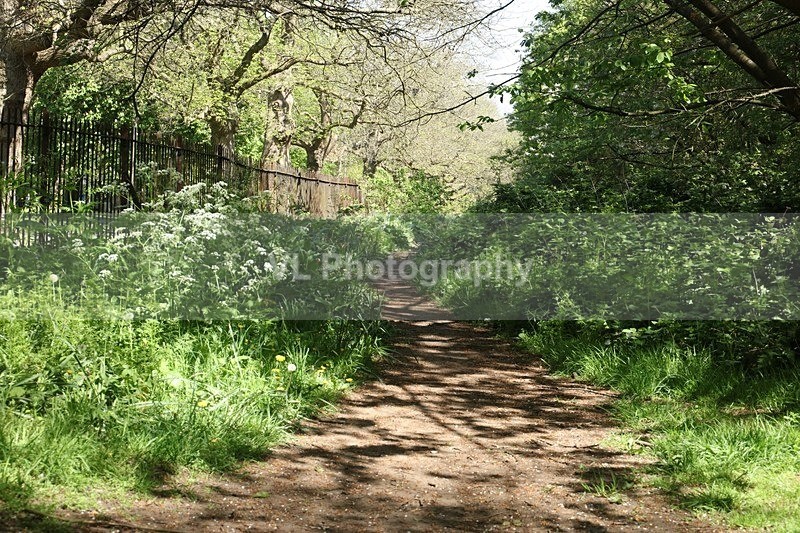 1G5A8937 - Flowers, Plants and Trees
