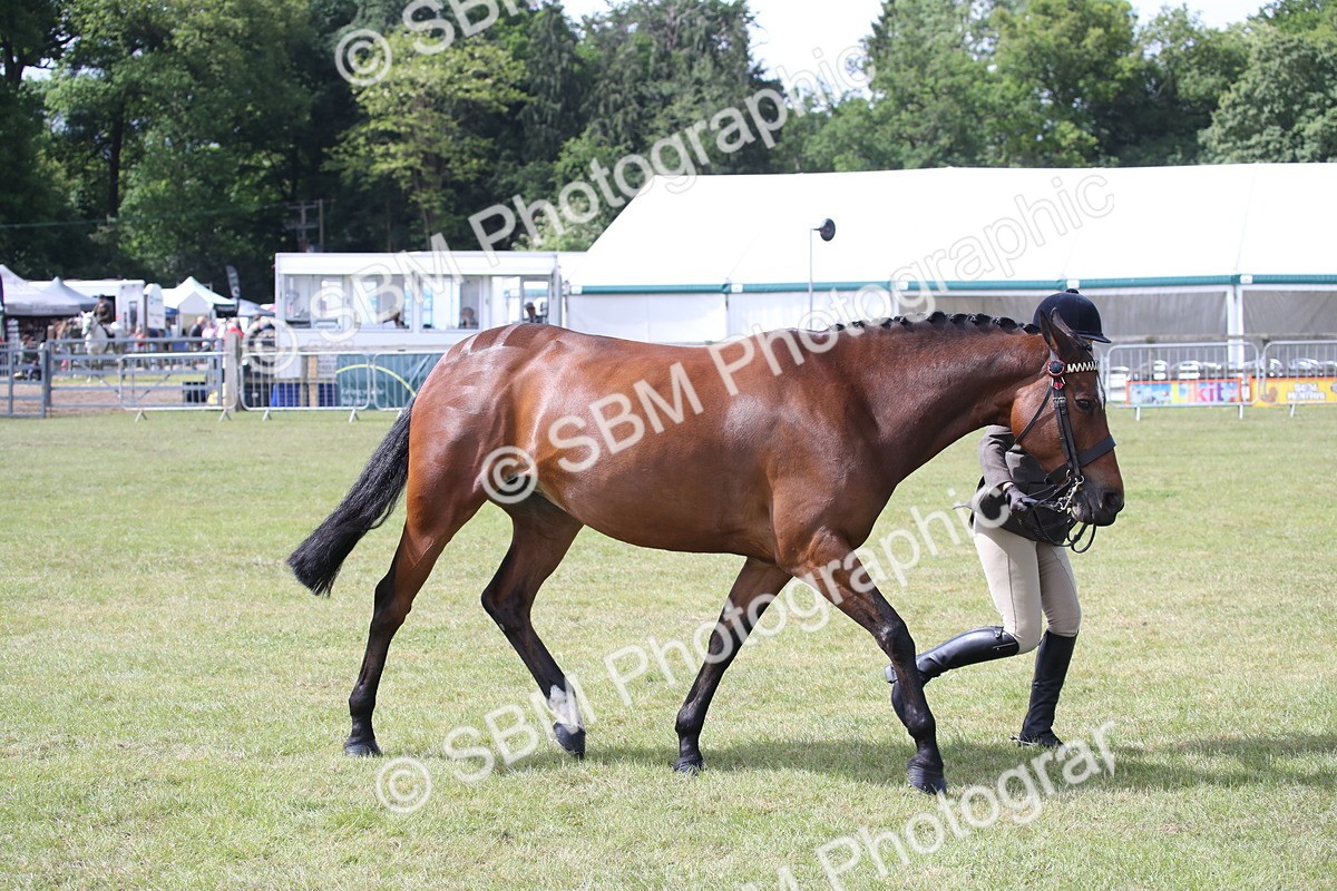 SBM_13263 - Class 95-96 - LIHS BSHA Rising Star Hack Riding Horse
