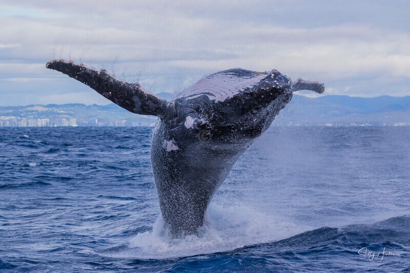 0A3A3525. Backward Breach 1 - 2026 Whales