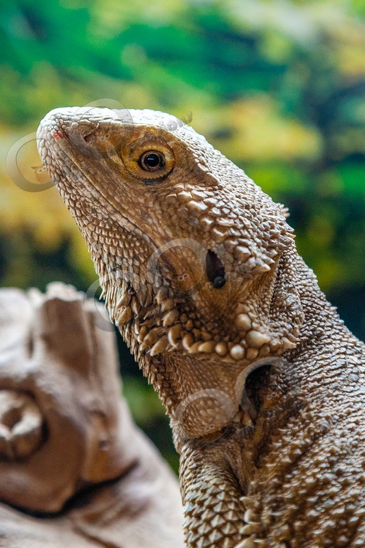 bearded dragon Pogona vitticeps-0582 - Pet Photography
