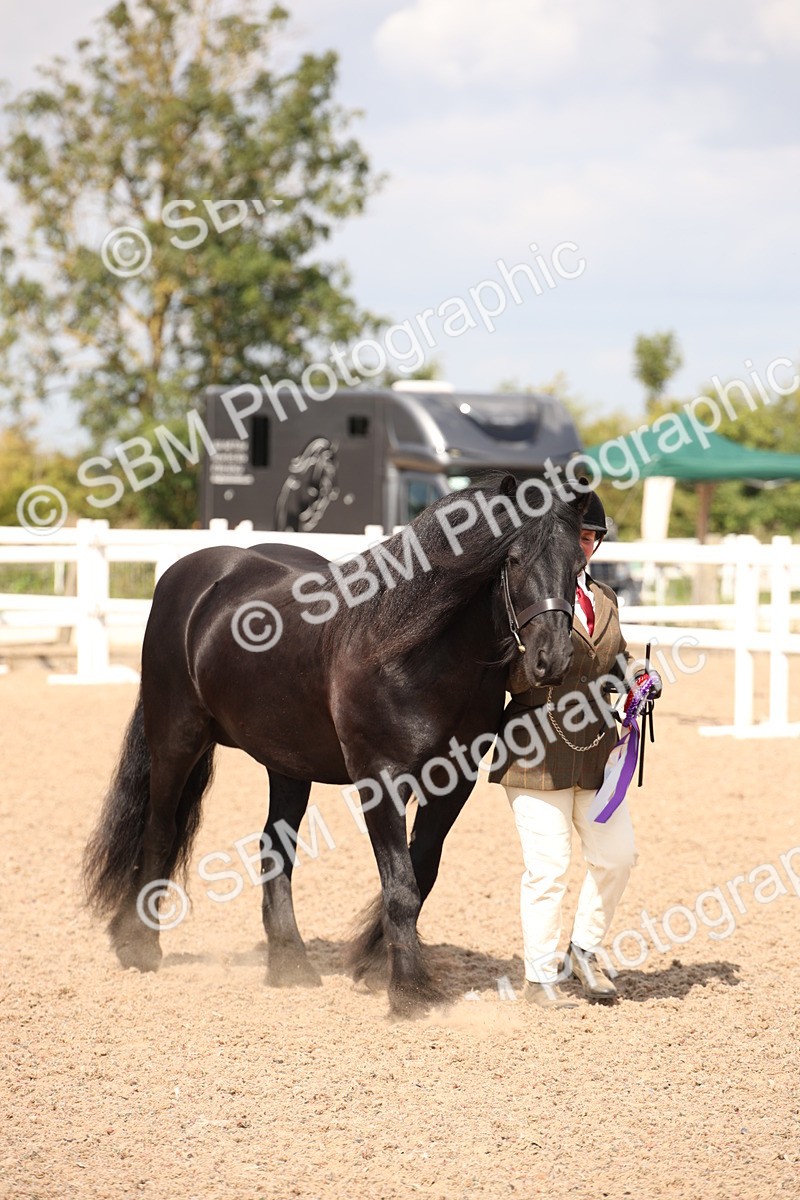 SBM_03470 - Class 18 Handsomest Gelding (IH or Ridden)