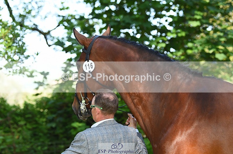 230524-164836-01106 - 116-MONBEG_DARWIN-Michael_Owen-WEDTrotUp+DR