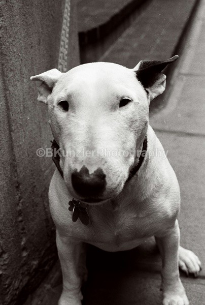  - Animals