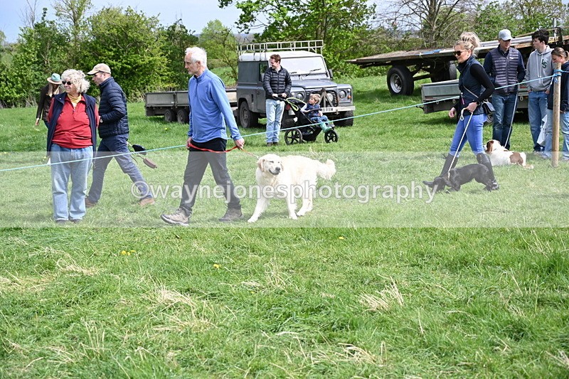 WJ6_8875 - Class 8 Best Working / Gun Dog or Bitch