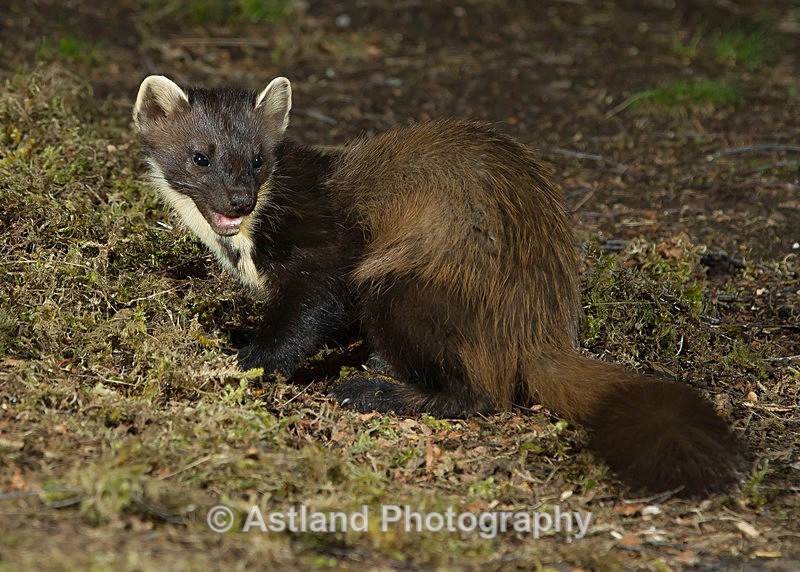 Astland Photography, Bird and Wildlife Images, Susan and Peter Wilson, U.K.