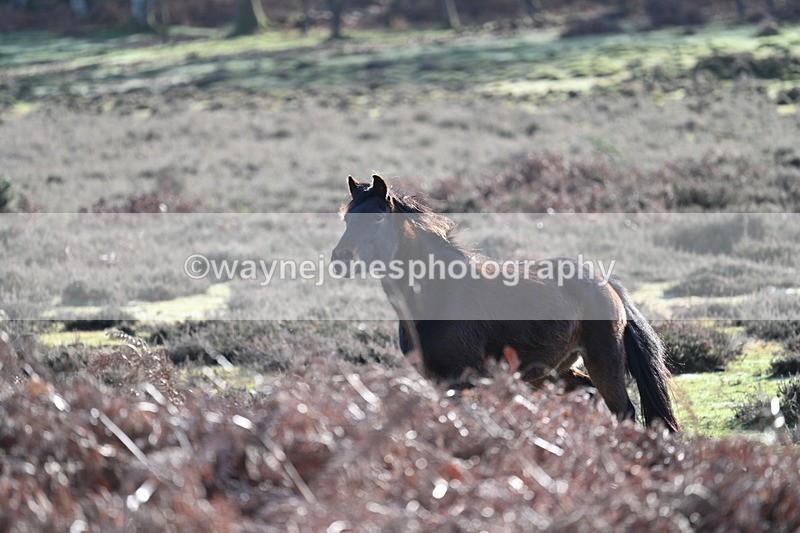 WJ7_7850 - Line 3 (no line 4 or 5)