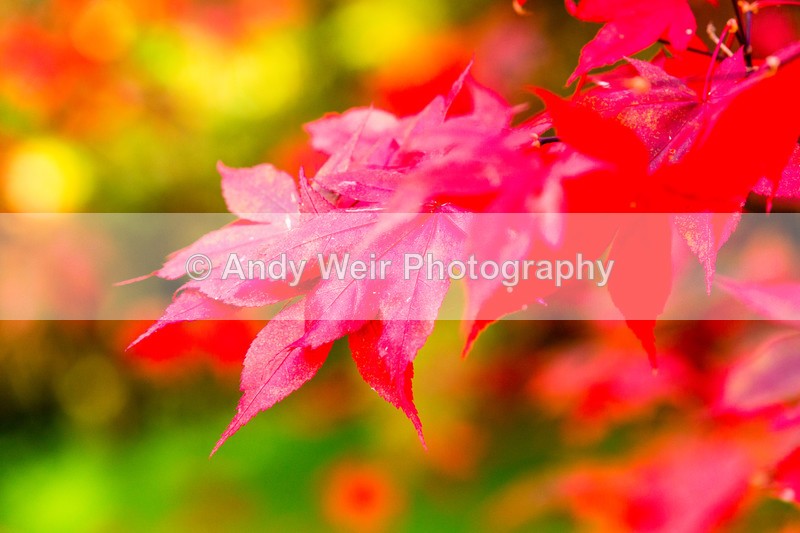 20161031-3K8A9002-2 - Trees & Shrubs