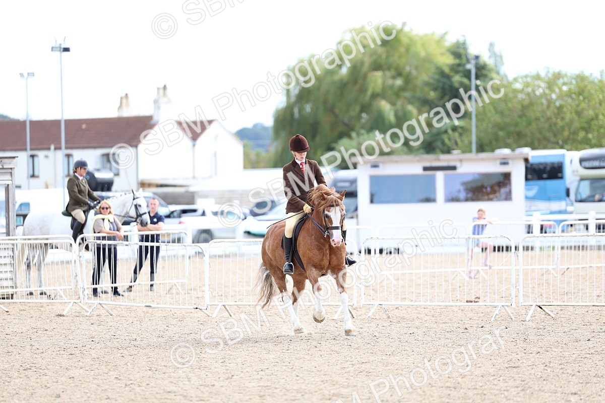 SBM_15837 - Class 314 - Family Horse - Pony