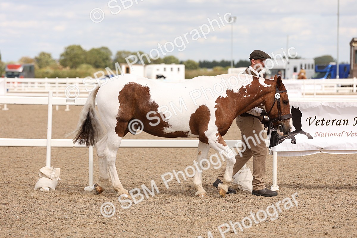 SBM_15333 - Class 210- IH Show Horse