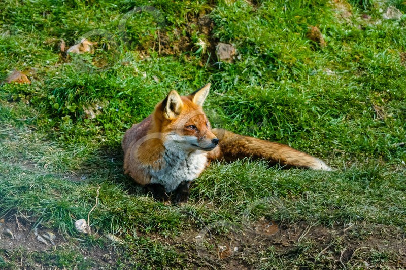 fox vulpes vulpes-039 - UK Wildlife