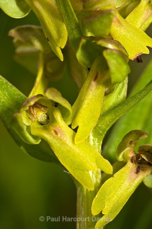  - Orchids - Various