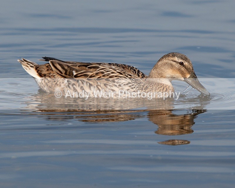 20110410-IMG_1535 - Mallard