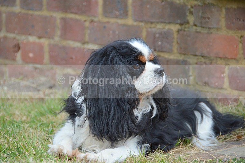  - Cavalier King Charles Spaniels