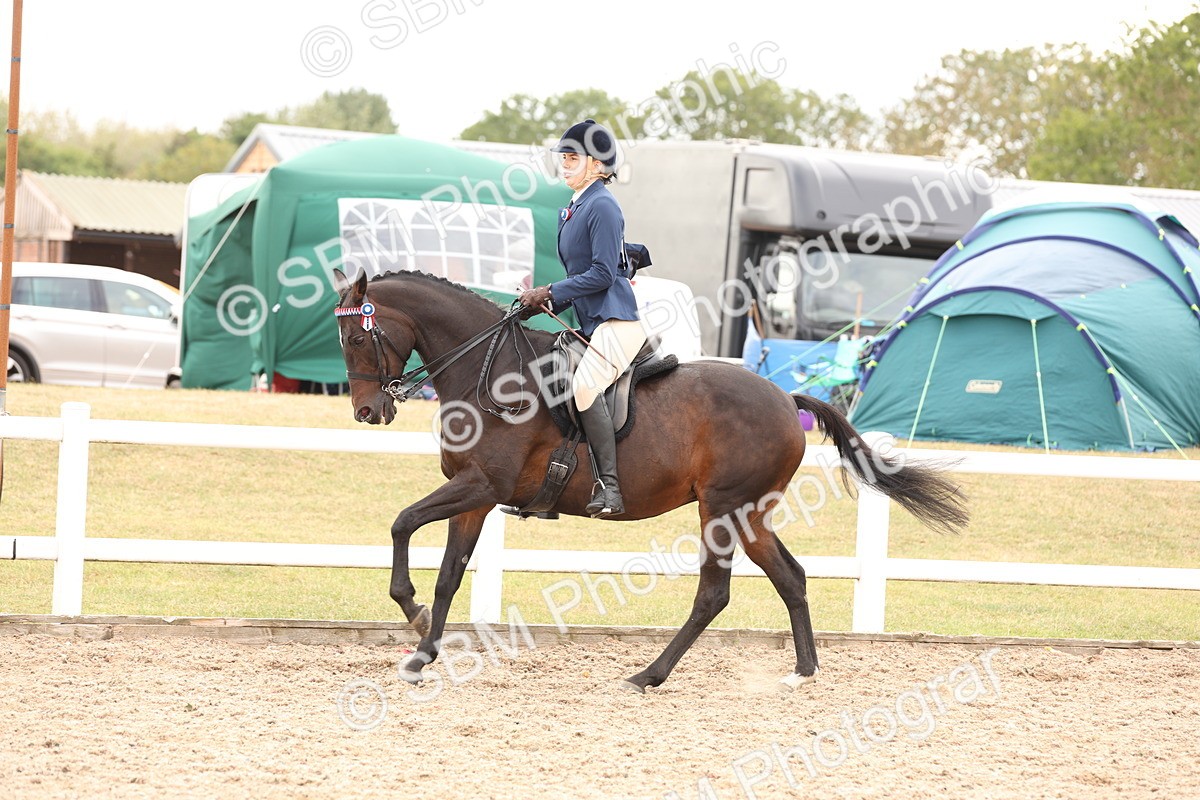 SBM_17349 - Class 214 - Ridden Hack Riding Horse