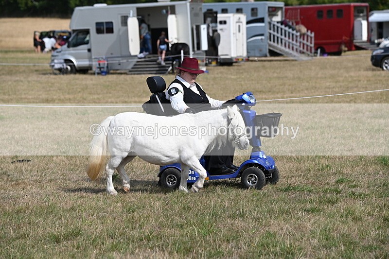 WJ6_6800 - Class 21 Shetland & Mini Horses