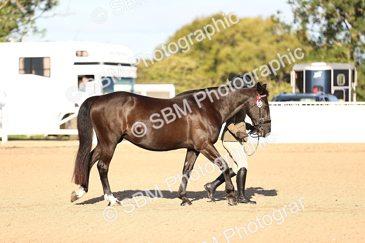SBM_08305 - Class 401 - IH Veteran Horse