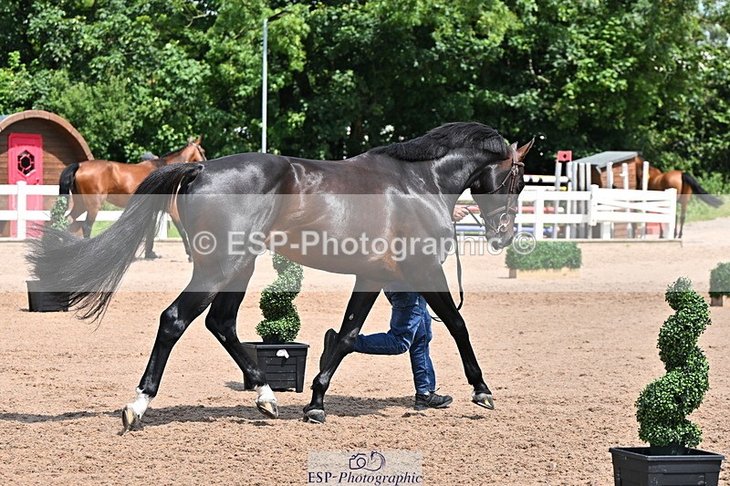 240718A-105301-01446 - Trot Up 12pm to 1pm