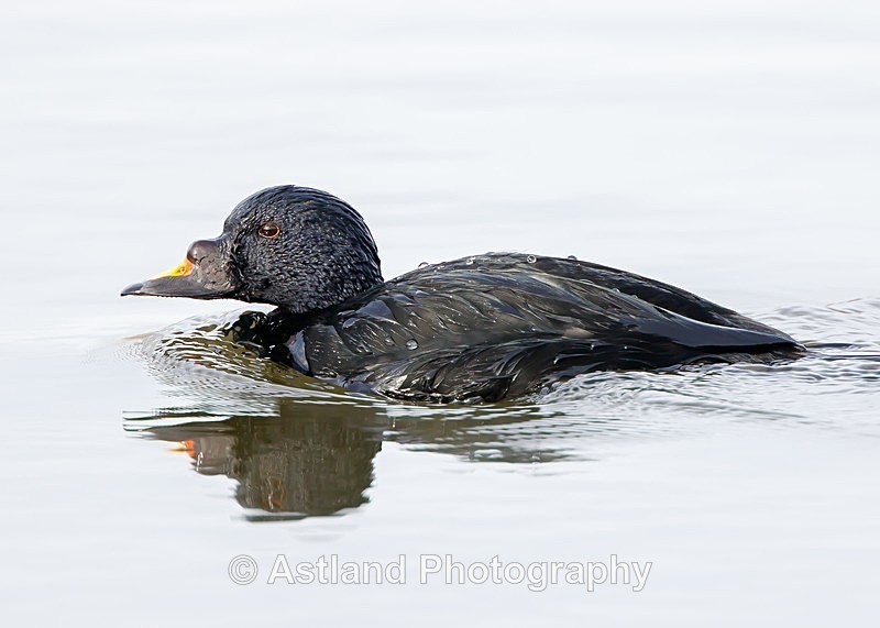Astland Photography, Bird and Wildlife Images, Susan and Peter Wilson, U.K.