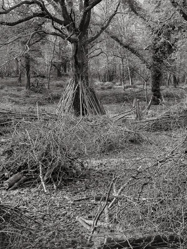  - Chase Woods