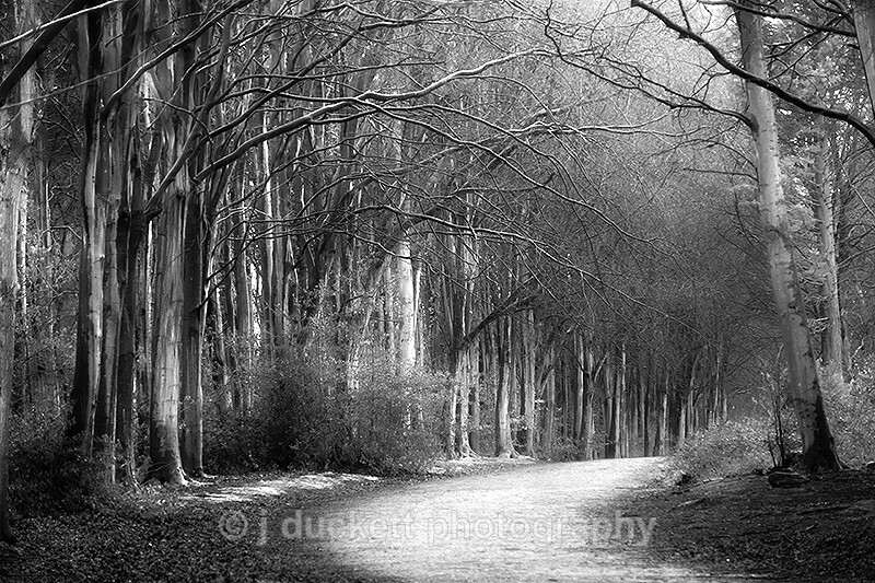  - Woodland Path