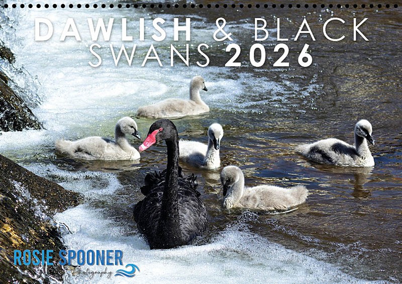 SOLD OUT Dawlish and Black Swan Calendar 2026 - 2026 CALENDARS (Reduced)